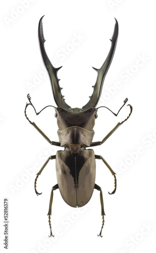Cyclommatus metallifer isolated on white background