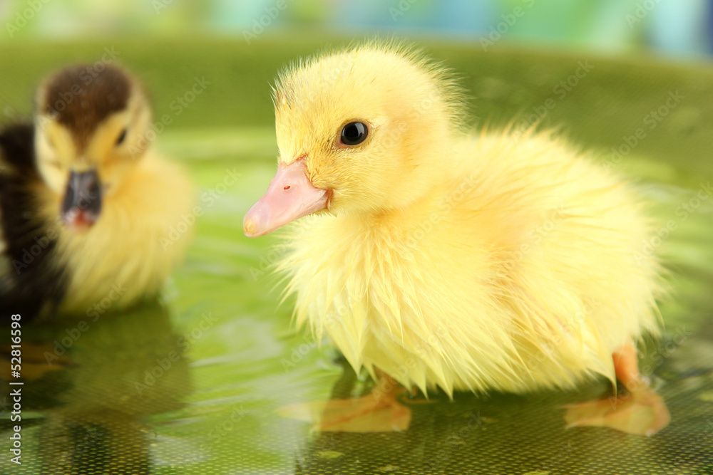 Cute ducklings swimming, on bright background Cute ducklings swimming, on bright background