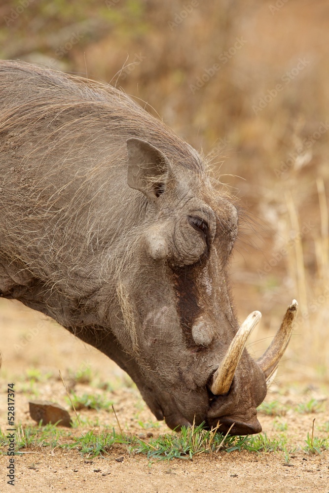 Fototapeta premium Warthog Portrait