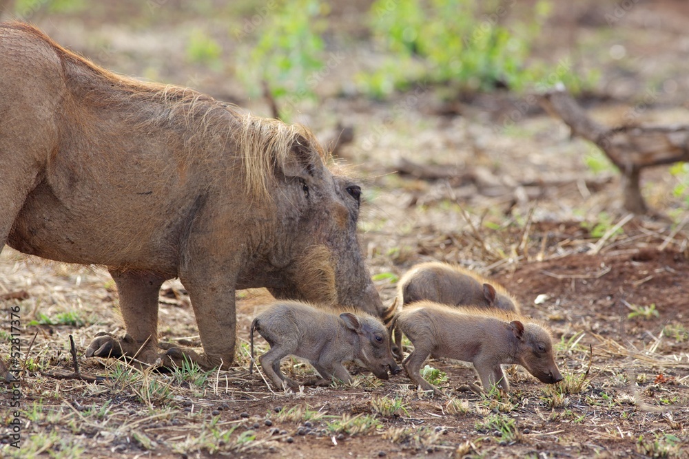 Warthog with Piglets Warthog with Piglets