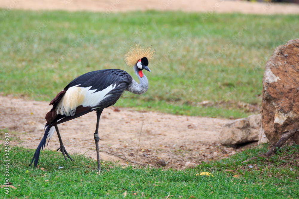Fototapeta premium Crowned crane on grass