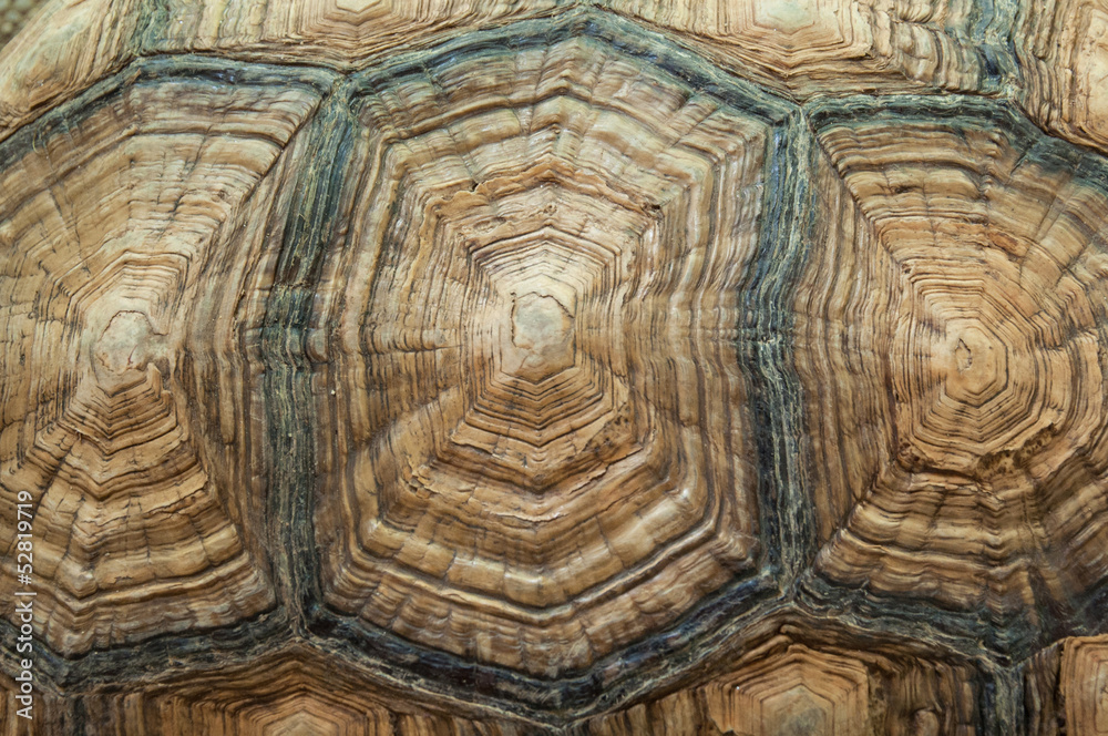 Texture of Turtle carapace Texture of Turtle carapace