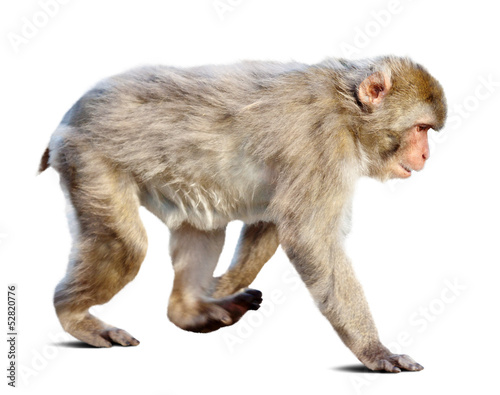 Wakking japanese macaque over white background