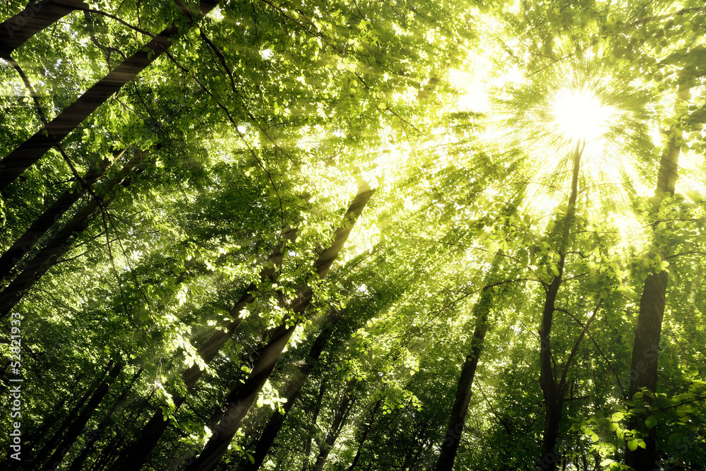 forest forest