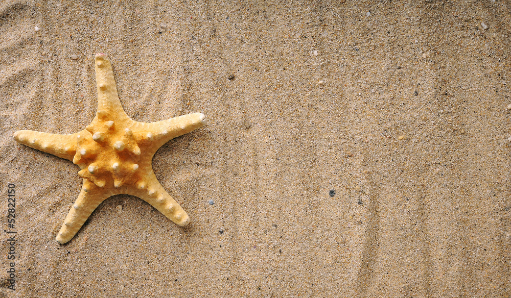 shell and starfish on sand near sea shell and starfish on sand near sea