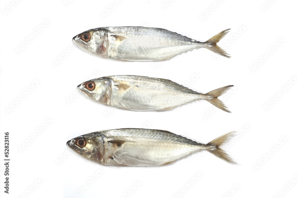 Isolated three Mackerel raw fishes