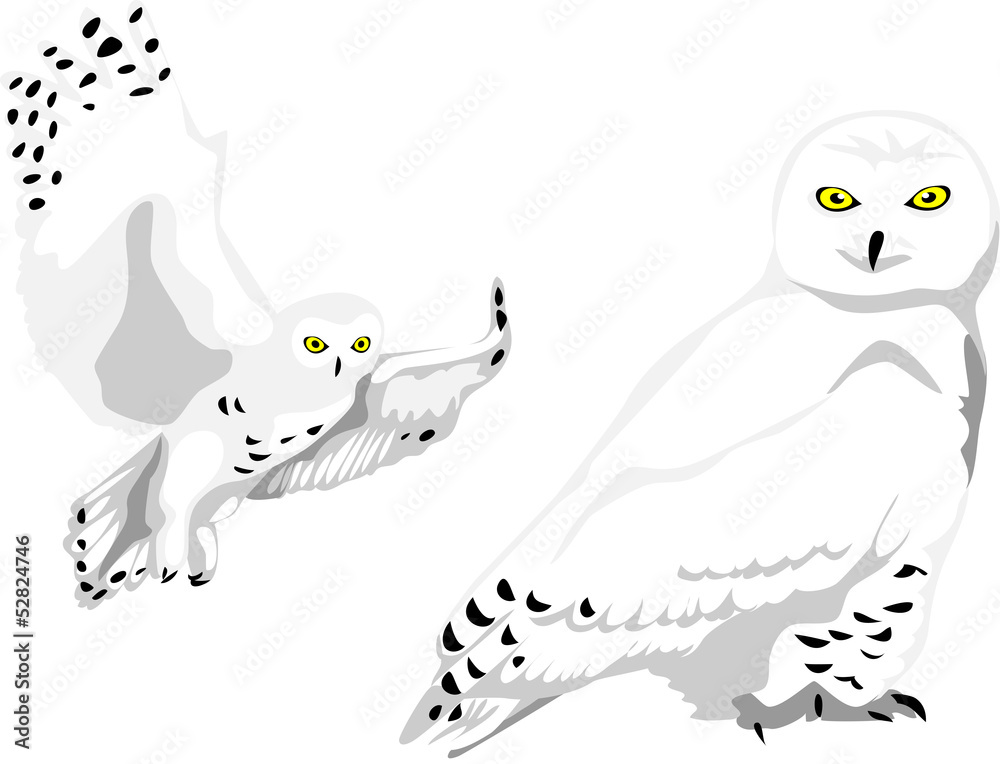 Fototapeta premium snowy owl