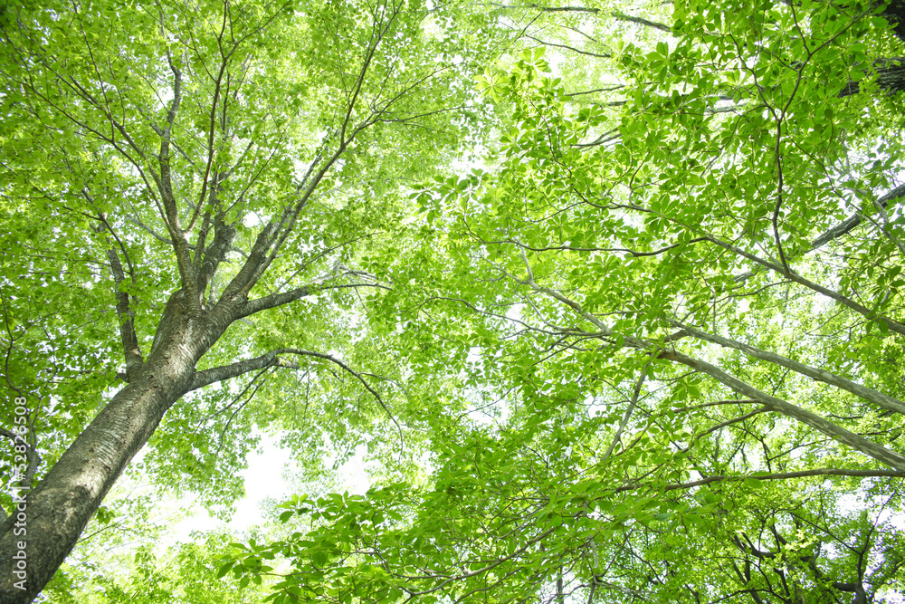 Obraz premium 巨木