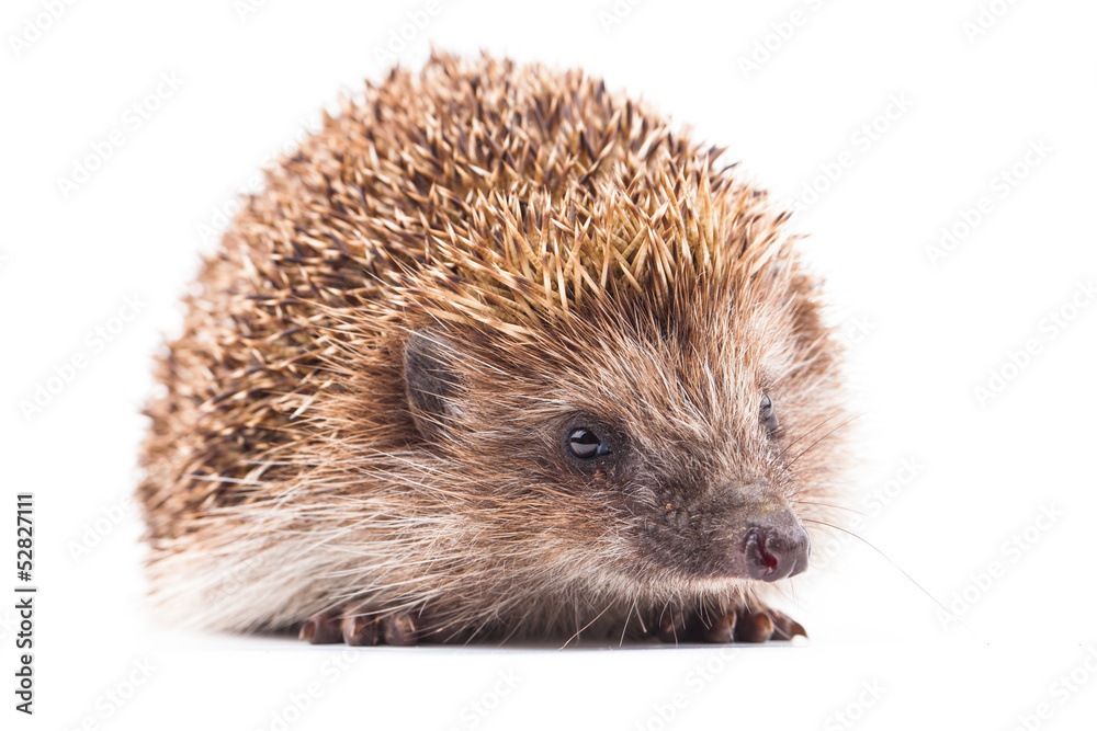 wild hedgehog isolated on white wild hedgehog isolated on white
