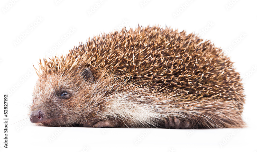 wild hedgehog isolated on white wild hedgehog isolated on white