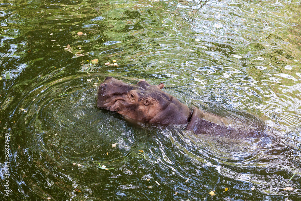 Fototapeta premium Hippopotamus swimming in water
