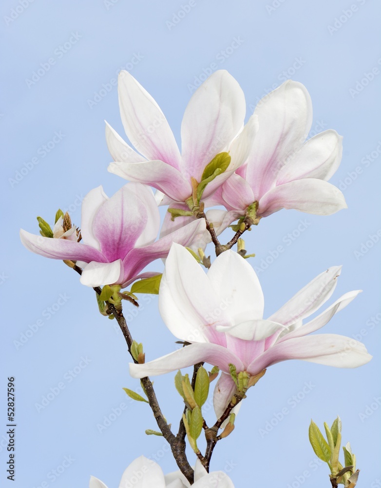 Naklejka premium Magnolia