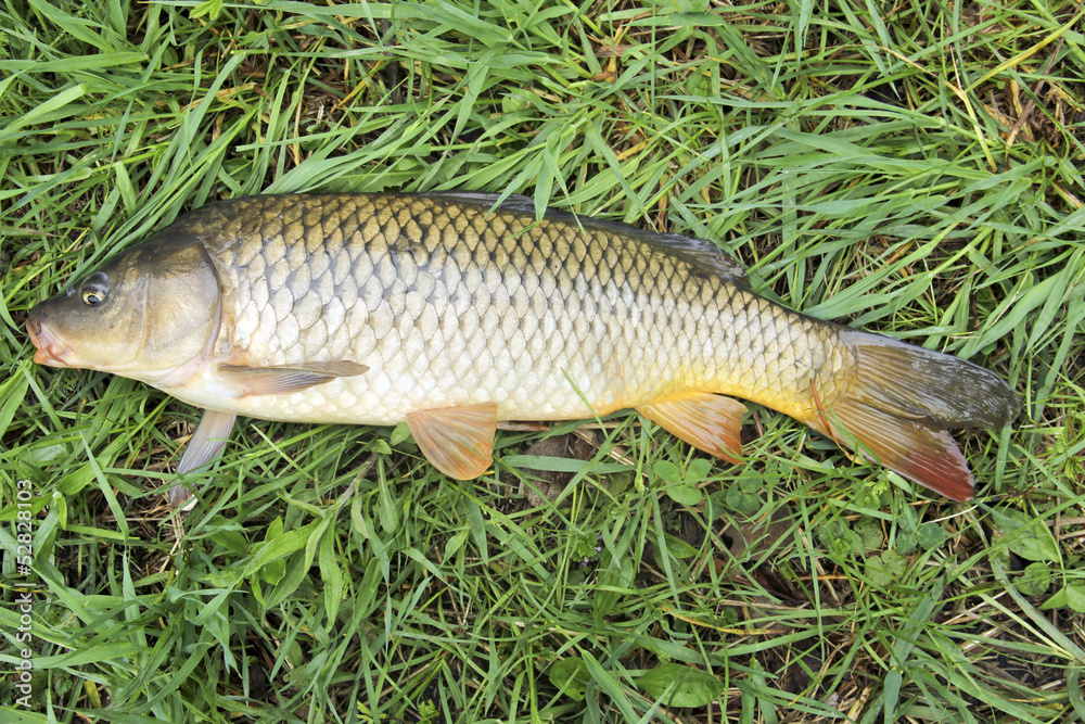 freshwater carp freshwater carp