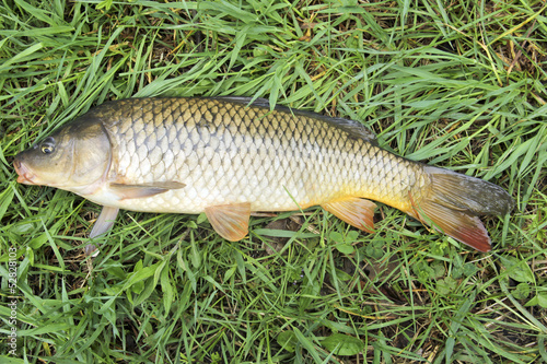 freshwater carp