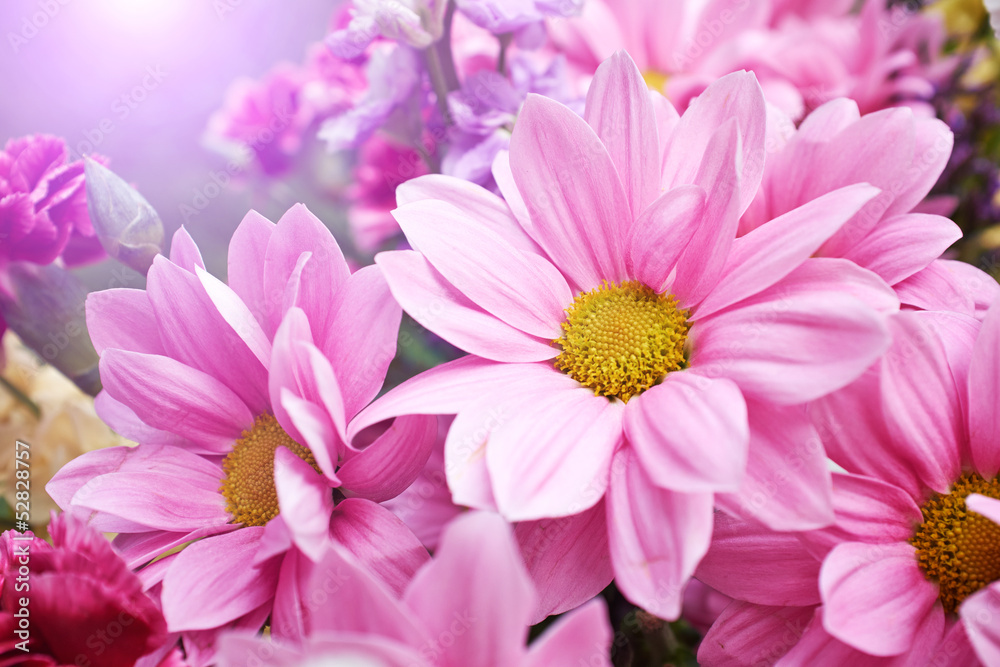 Beautiful spring daisy flowers