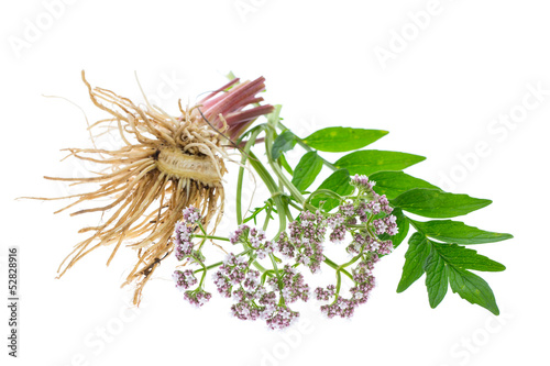 Fototapeta Naklejka Na Ścianę i Meble -  Baldrian (Valeriana officinalis) Wurzeln, Blätter und Blüten