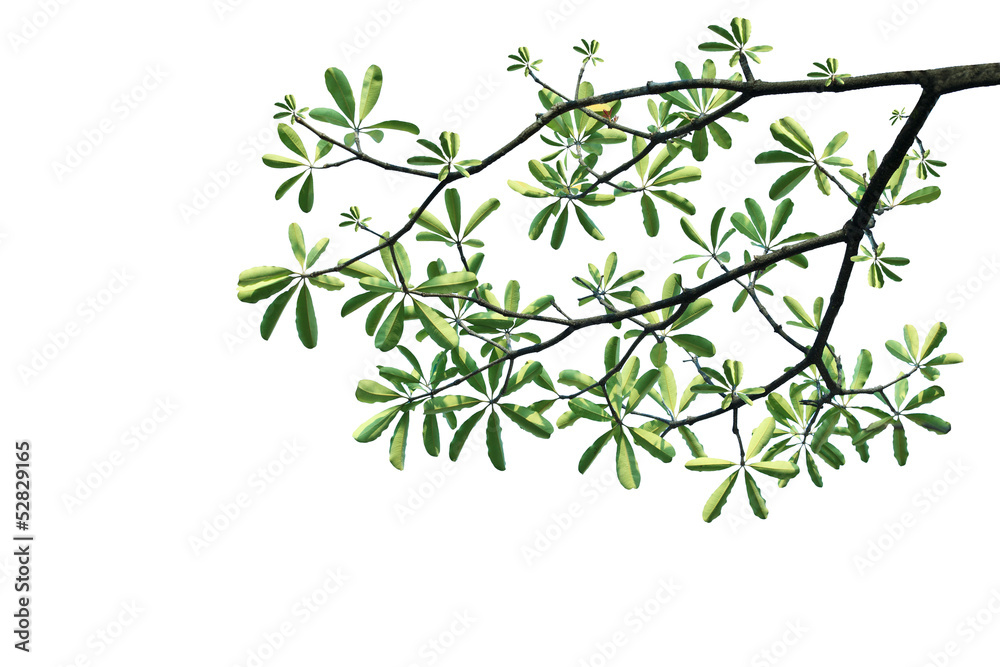 green leaves and tree branch on white background green leaves and tree branch on white background