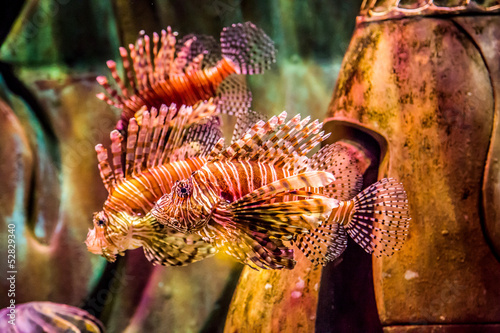 Photography Close up view of a venomous Red lionfish