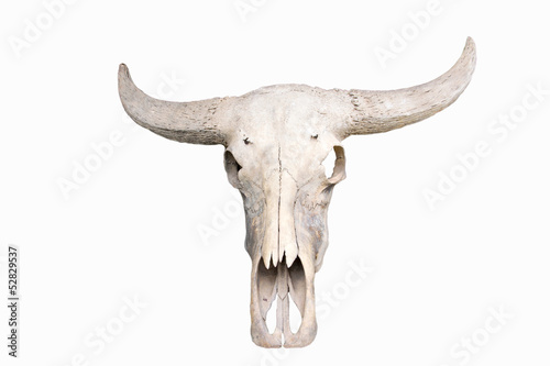 Buffalo skull on white background