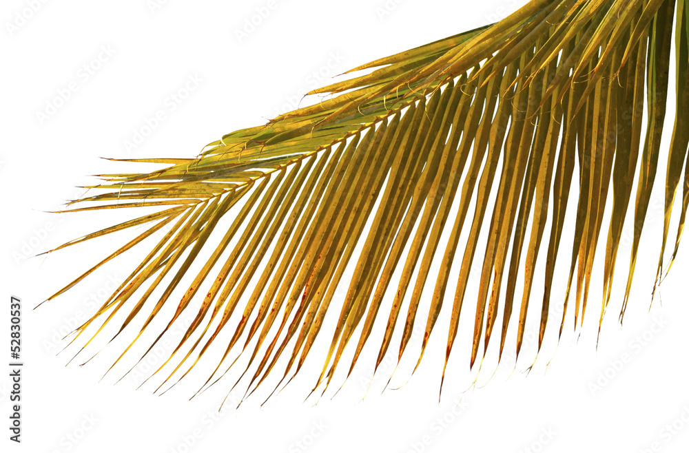Fototapeta premium palme mûre sur fond blanc