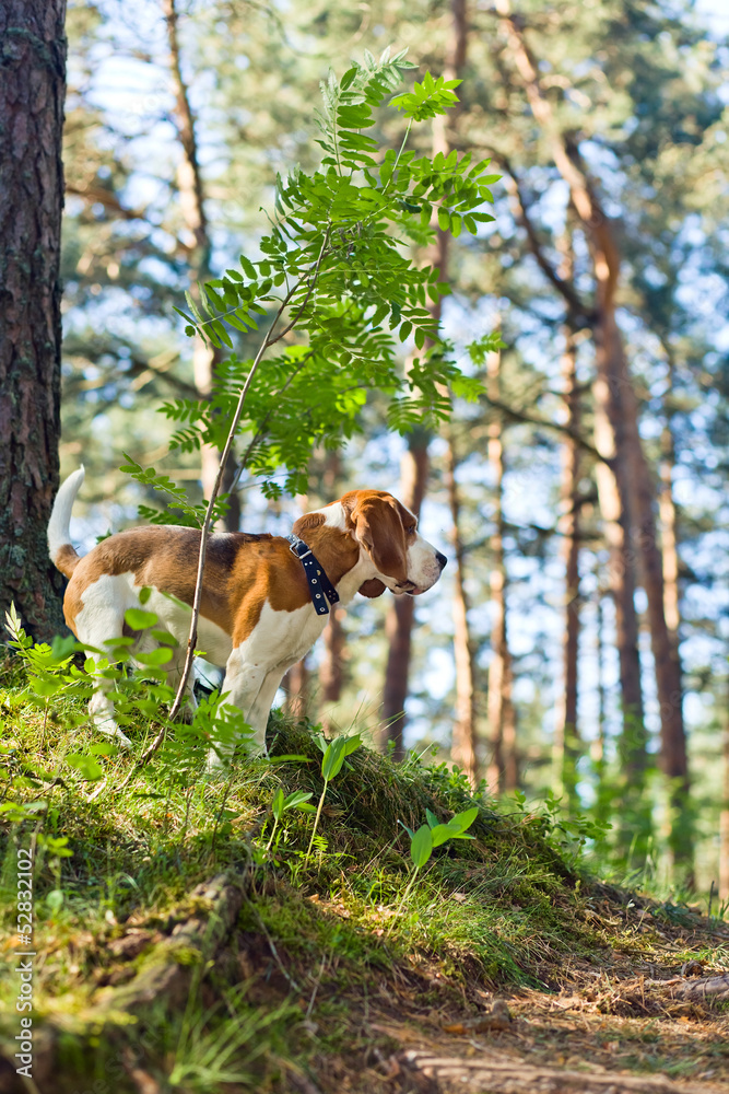 beagle in forest