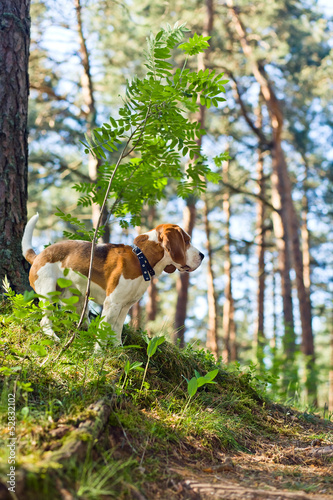 beagle in forest