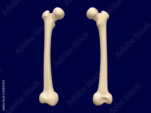 Canvas Print Femur bone