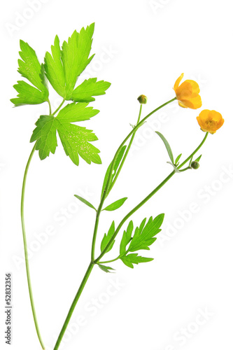 Scharfer Hahnenfuß (Ranunculus acris)