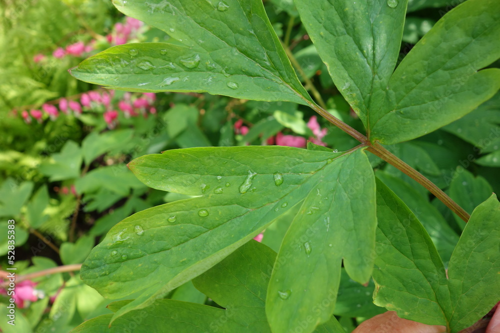 leaf with water drops leaf with water drops