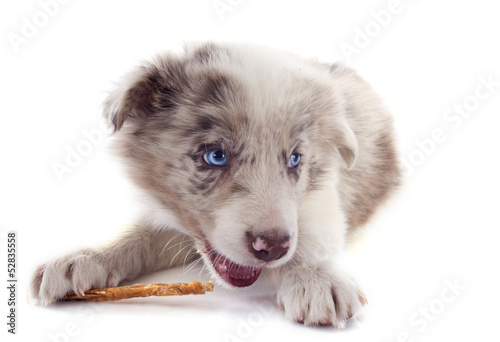 eating puppy border collie