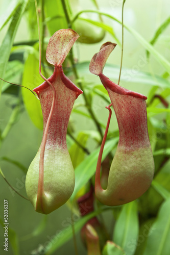 flower Nepenthes