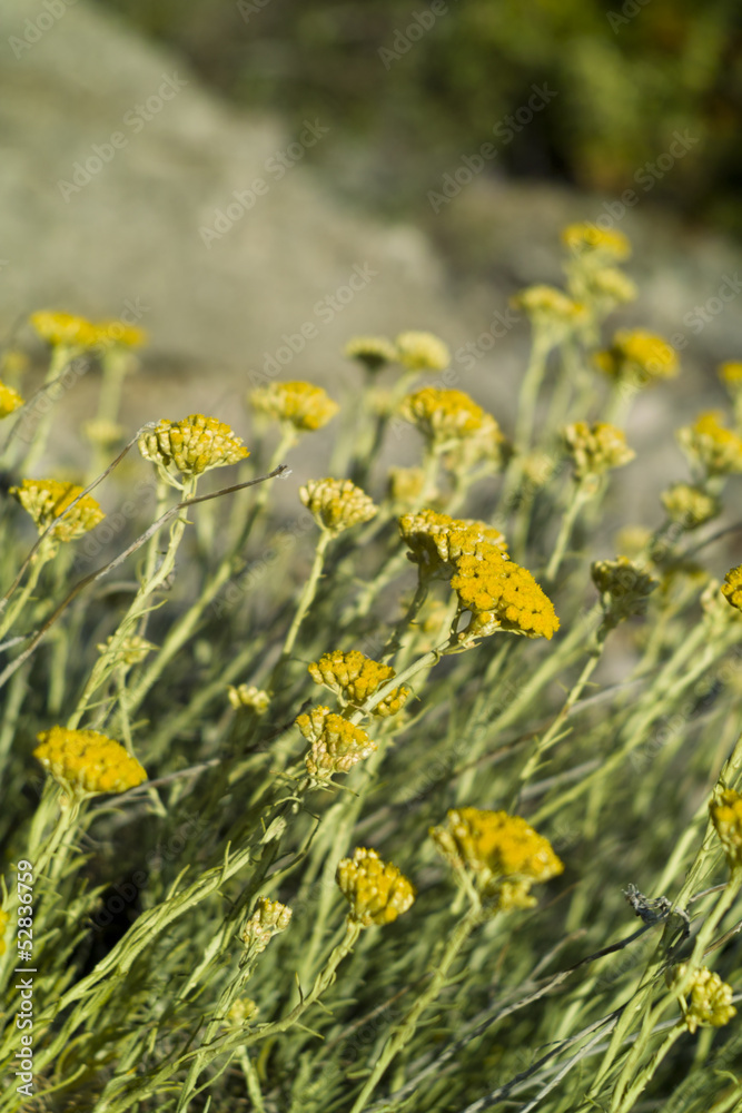 Dwarf everlast or Immortelle (Helichrysum arenarium) Dwarf everlast or Immortelle (Helichrysum arenarium)