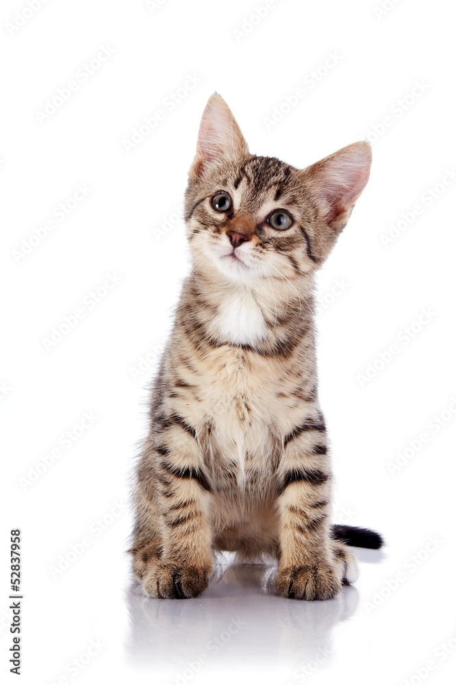 The striped small kitten sits on a white background.