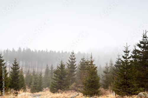 coniferous forest in fog