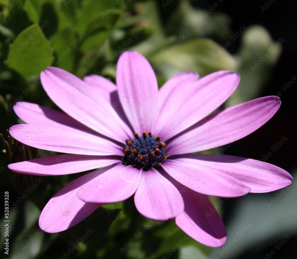 Fototapeta premium margherita