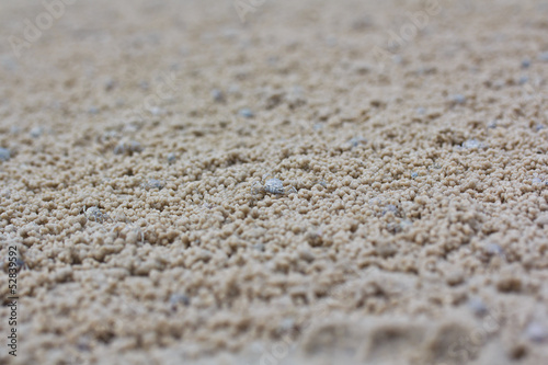 Crab making its house on the sand