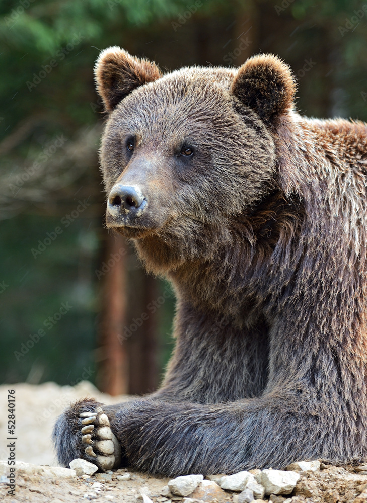 Brown bears in the Carpathians.