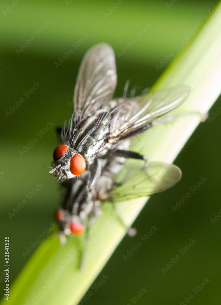Mating of house-flies (musca autumnalis) Mating of house-flies (musca autumnalis)