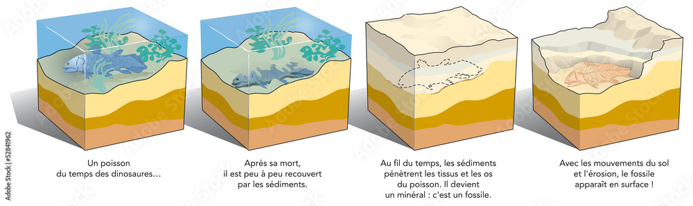 Naklejka premium Fosylizacja
