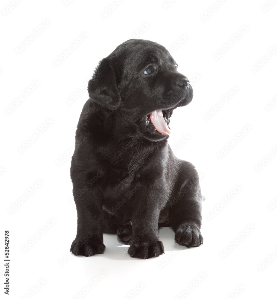 Black Labrador Retriever Puppy Black Labrador Retriever Puppy