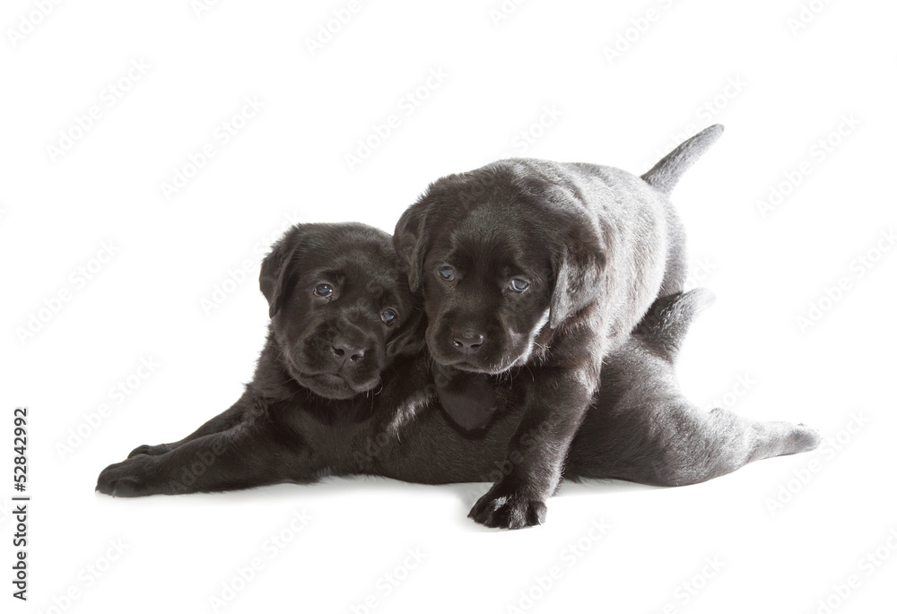 Black Labrador Retriever Puppy