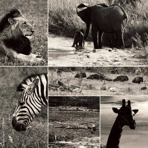 africa safari #52843181