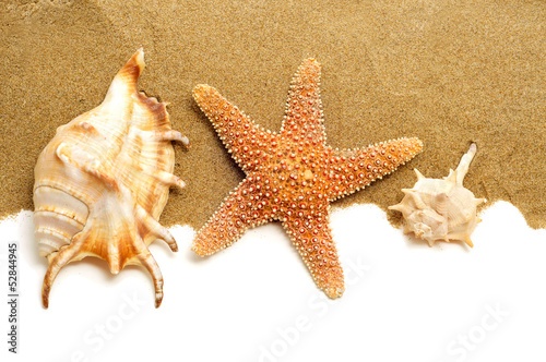 conch shells and starfish on the sand