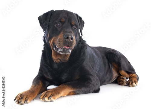 rottweiler © cynoclub