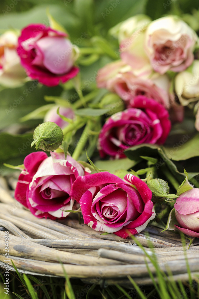 Garden party decor. Bouquet of pink roses on wicker tray, on fre Garden party decor. Bouquet of pink roses on wicker tray, on fre