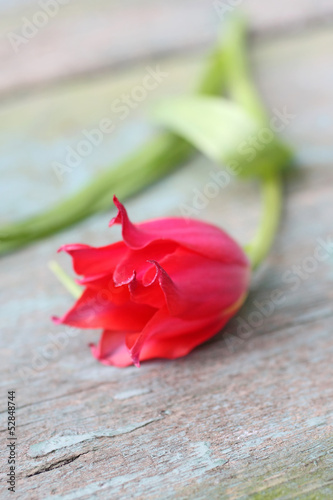 Beautiful red tulip close up