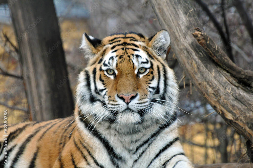 Sibirischer Tiger Sibirischer Tiger