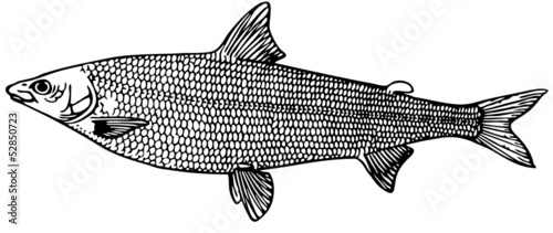 Fish Coregonus (salmon) photo
