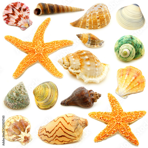 Assortment of sea shells individually isolated on white
