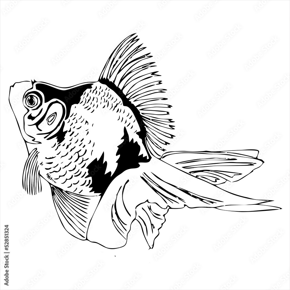 swiming goldfish outline sketch vector Stock Vector | Adobe Stock